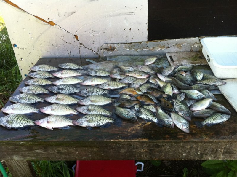 Picture posted by Crappie Predator